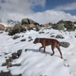 ruta-con-perro